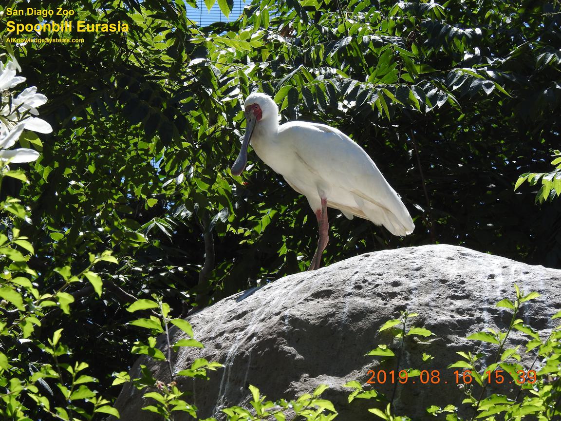 Spoonbill Eurasian (12) Coming Soon